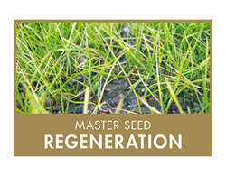 Master Seed Regeneration Rasensamen 