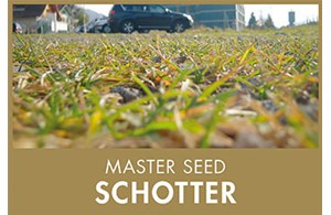Master Seed Schotter